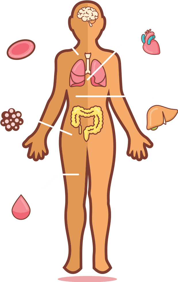 Stem_Cells_and_Regenerative_Medicine_Full_Body_Anatomy_Figure