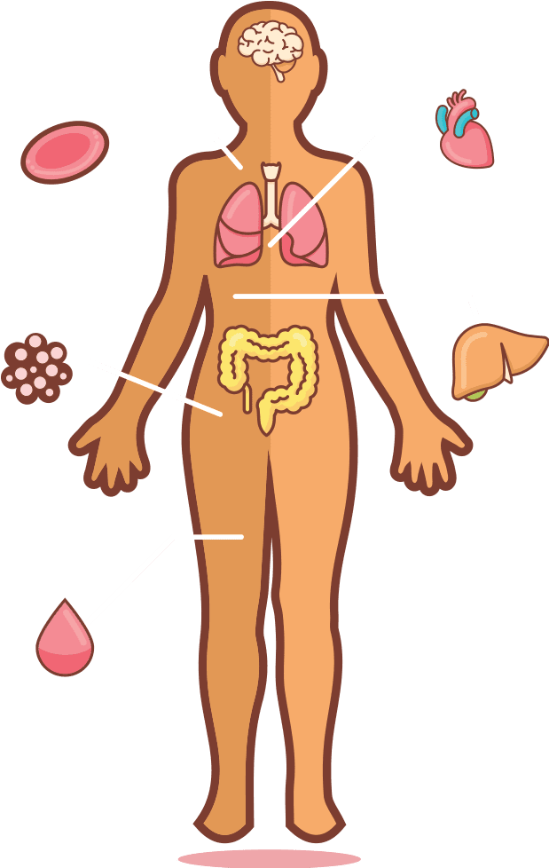 LifebankUSA_Stem_Cells_and_Regenerative_Medicine_Figure_Anatomy Stem_Cells_and_Regenerative_Medicine_Full_Body_Anatomy_Figure